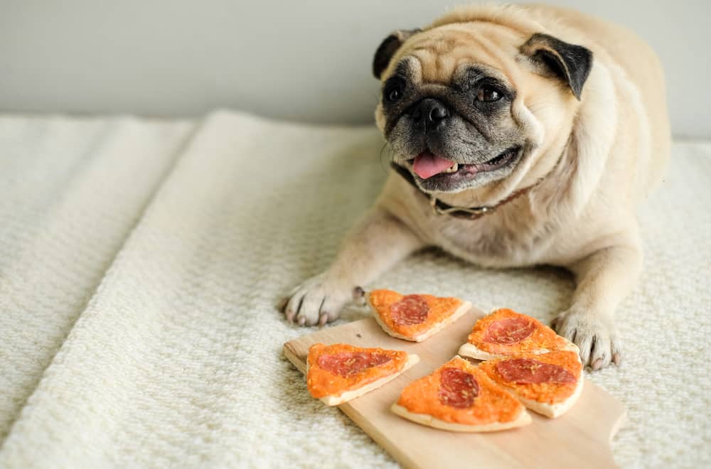 Can Dogs Eat Pizza