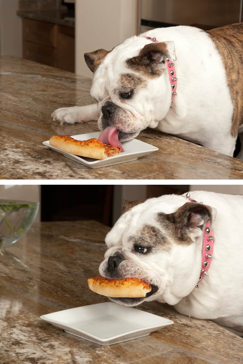 So – can dogs eat pizza