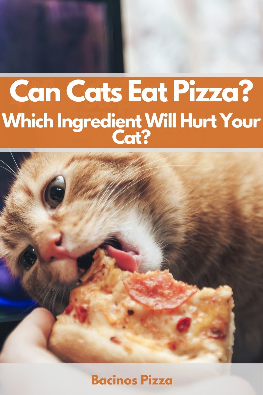 Can Cats Eat Pizza Which Ingredient Will Hurt Your Cat pin