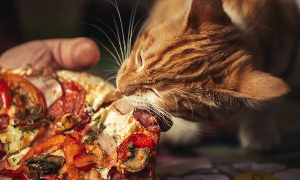 Can Cats Eat Pizza Which Ingredient Will Hurt Your Cat