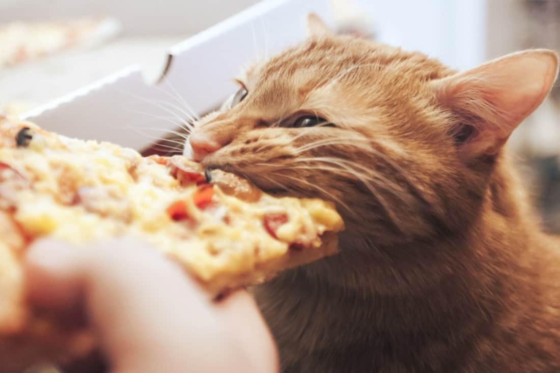 cat eat pizza