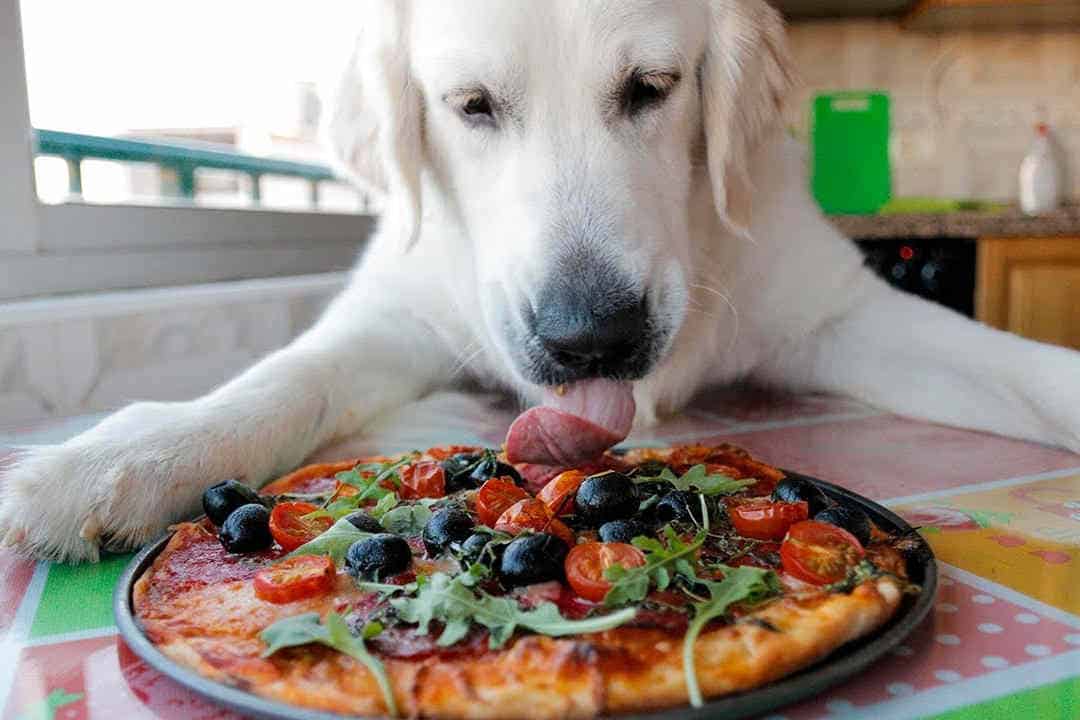 Best Dog Pizza Recipes