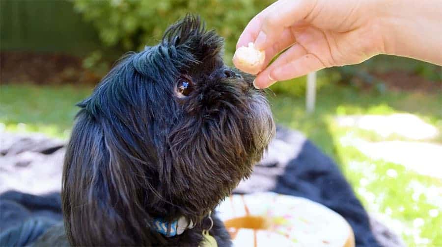 Frozen Pizza Treats for Dogs