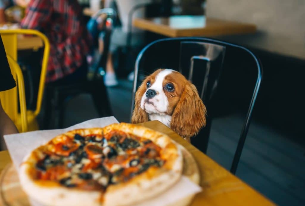 Pizza Bone Treats for Dogs