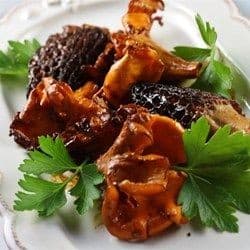 Morel Bisque