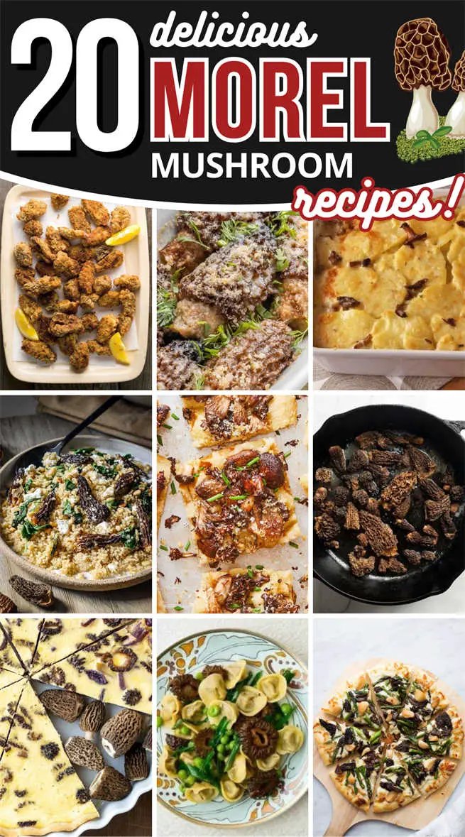 morel-mushroom-recipes