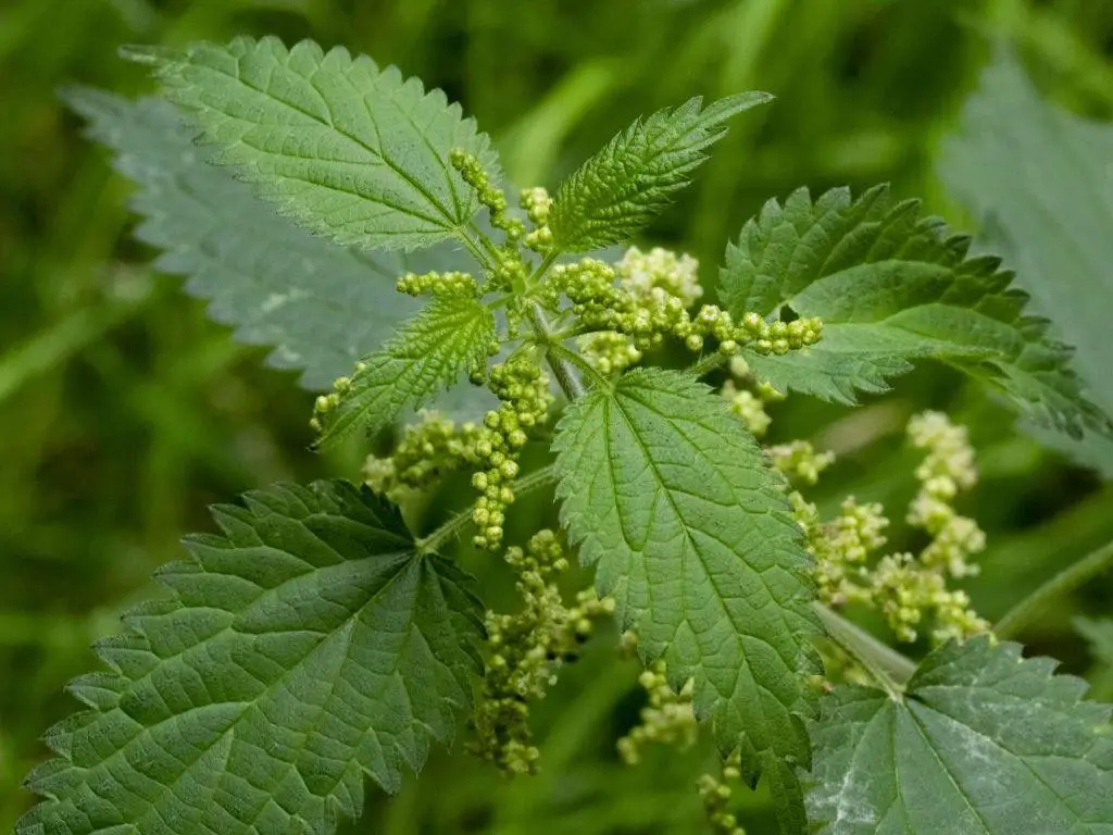 Stinging Nettle Infused Oil